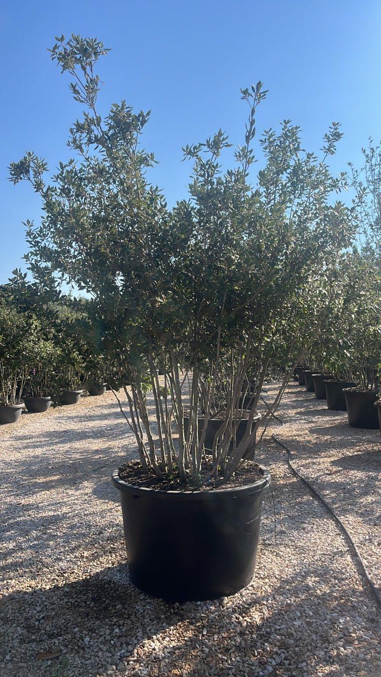 QUERCUS S. ILEX Leccio