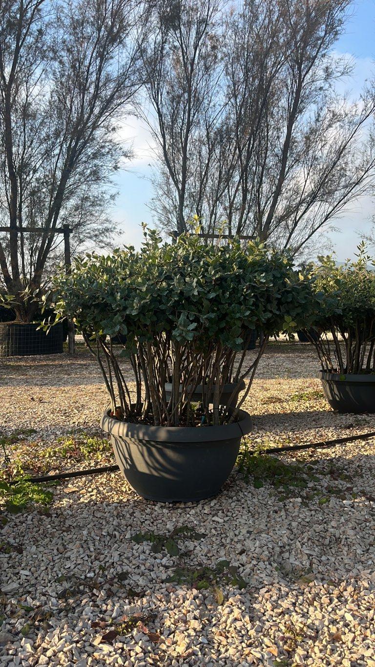 QUERCUS S. ILEX Leccio