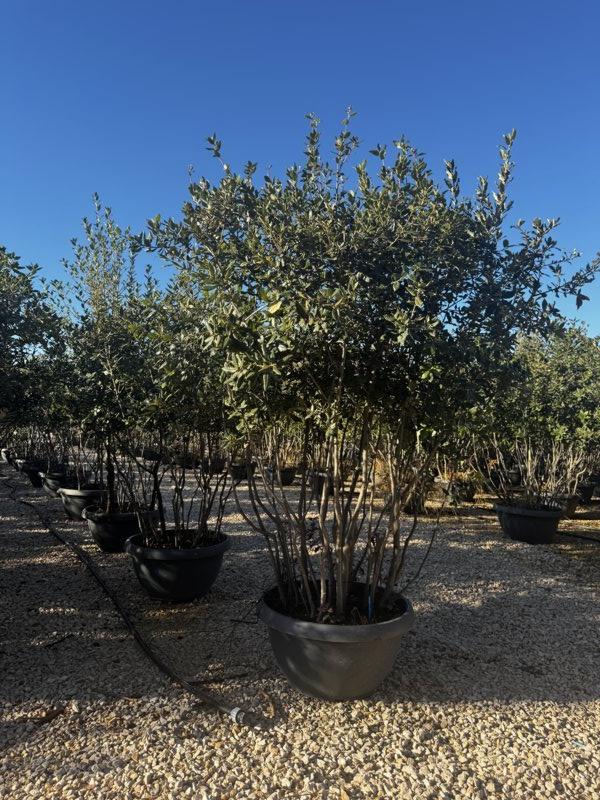 QUERCUS S. ILEX Leccio