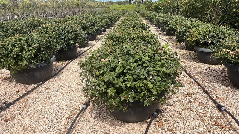 QUERCUS S. ILEX Leccio