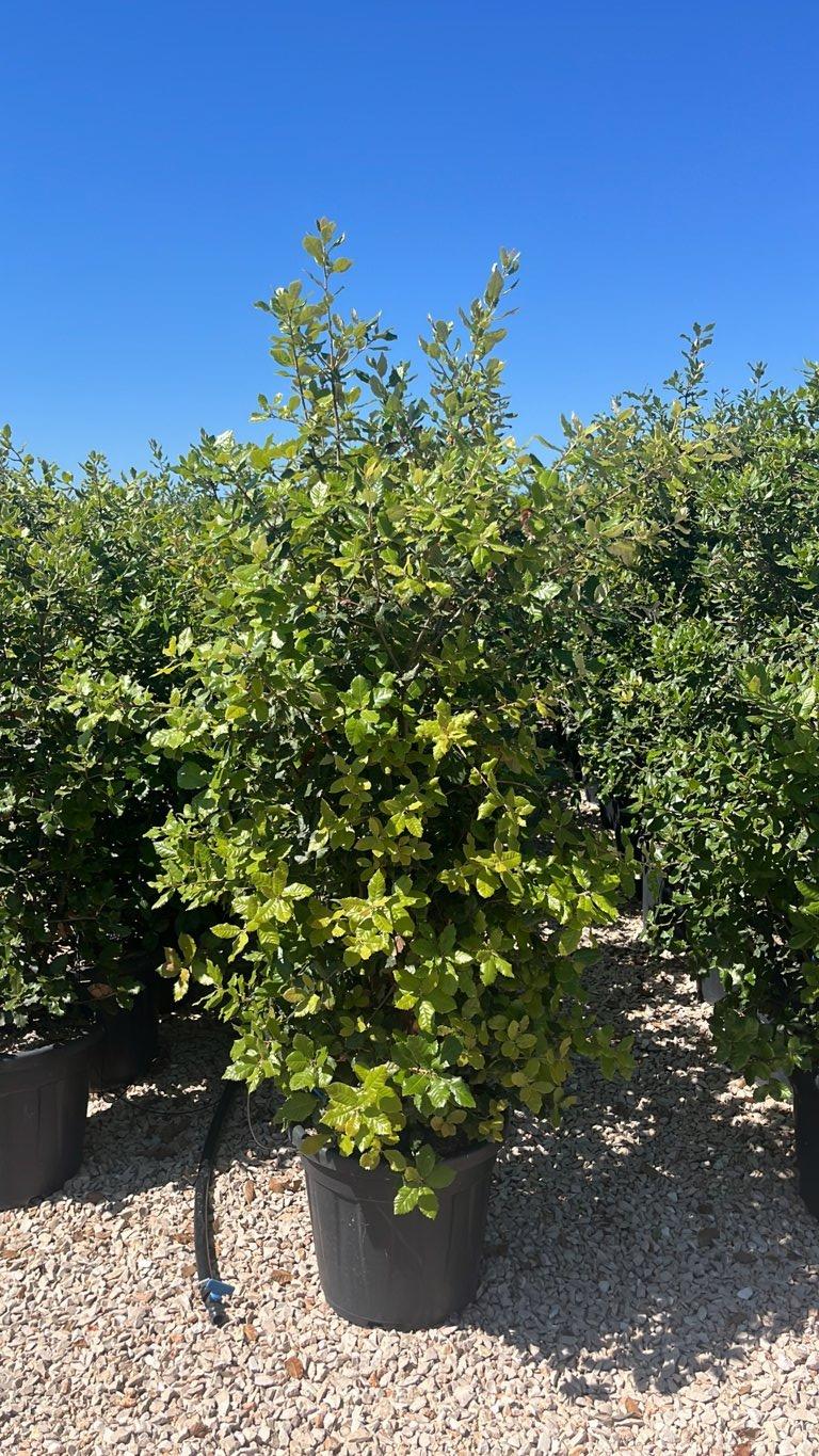 QUERCUS S. ILEX Leccio