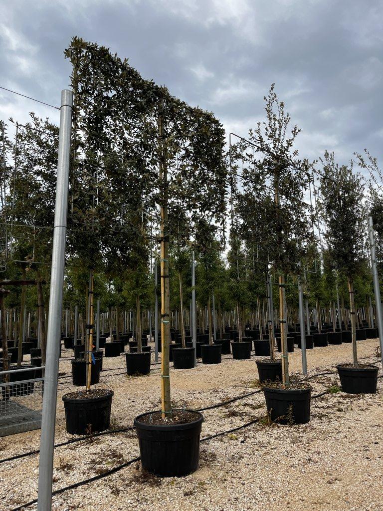 QUERCUS S. ILEX Leccio