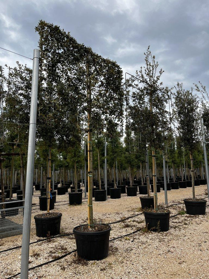 QUERCUS S. ILEX Leccio