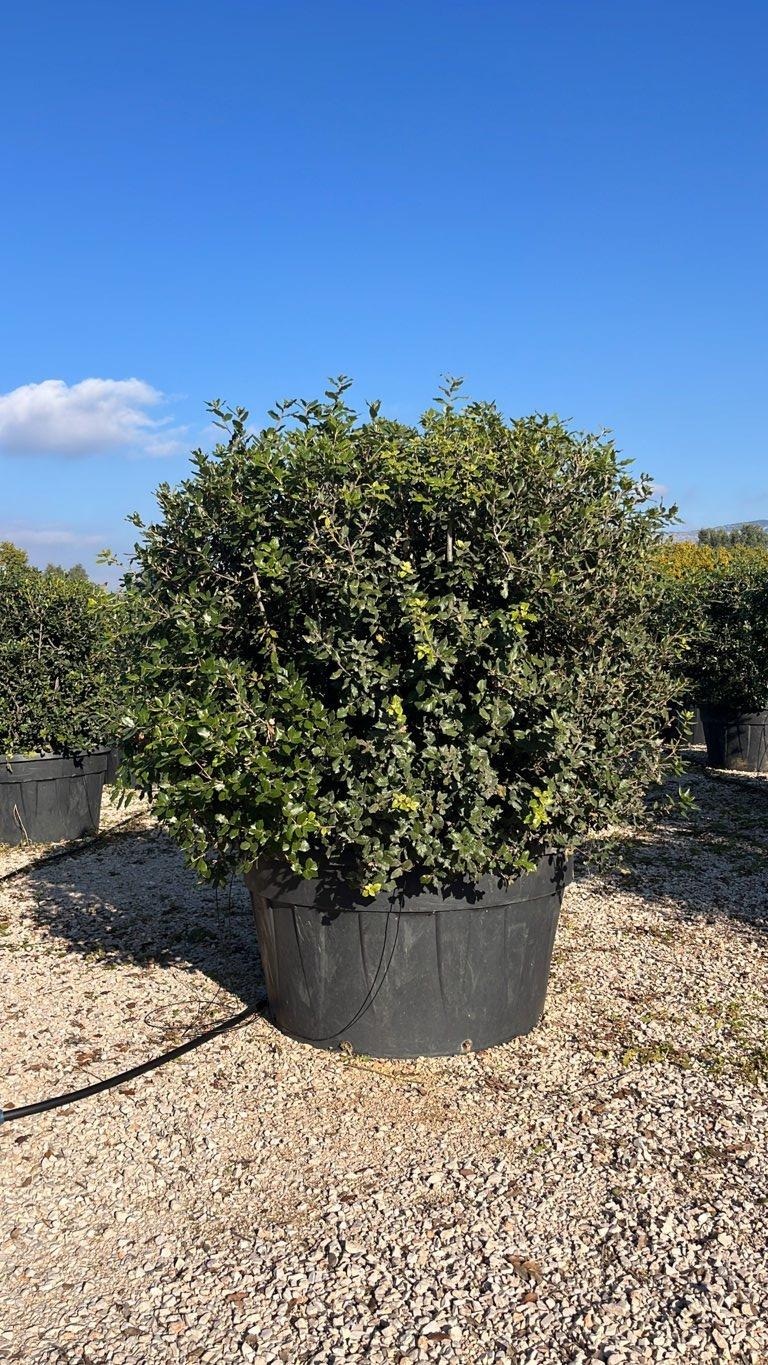 QUERCUS S. ILEX Leccio