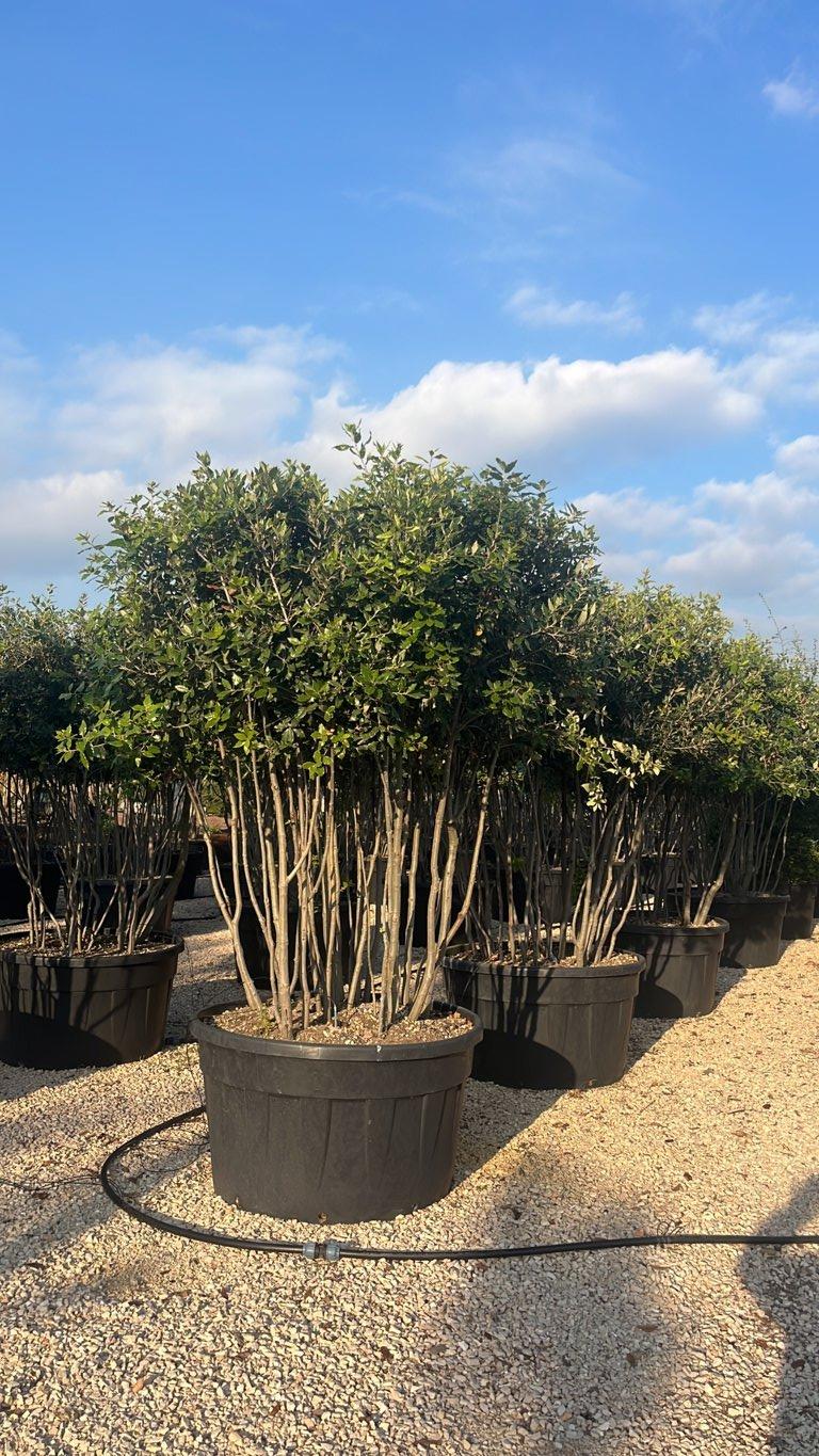 QUERCUS S. ILEX Leccio