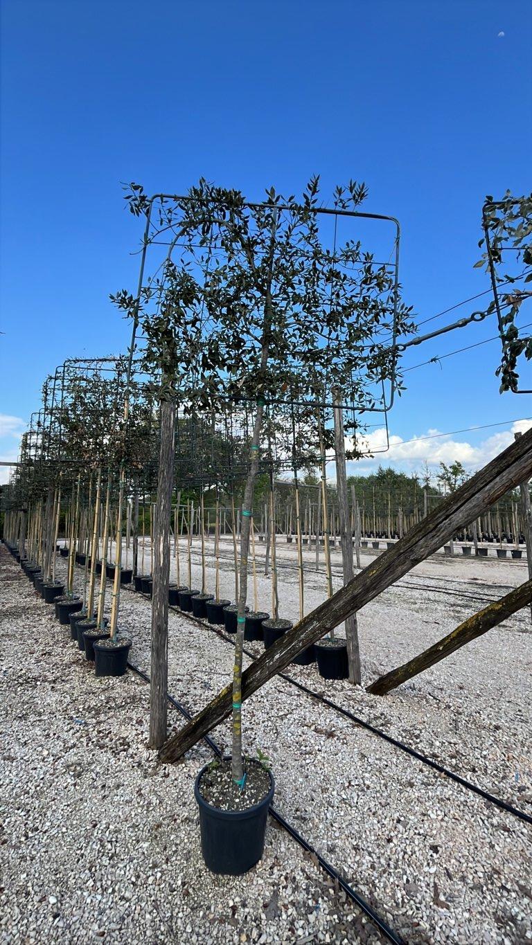 QUERCUS S. ILEX Leccio
