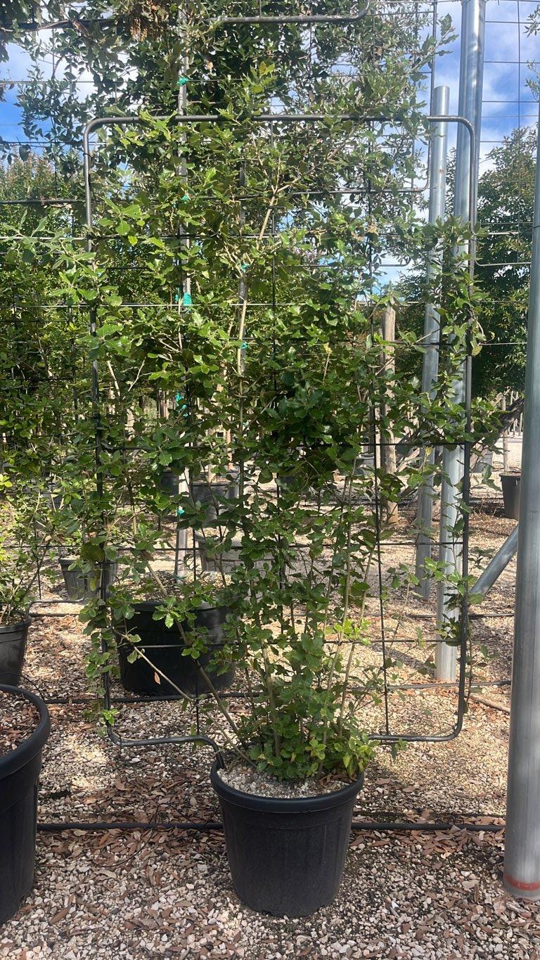 QUERCUS S. ILEX Leccio