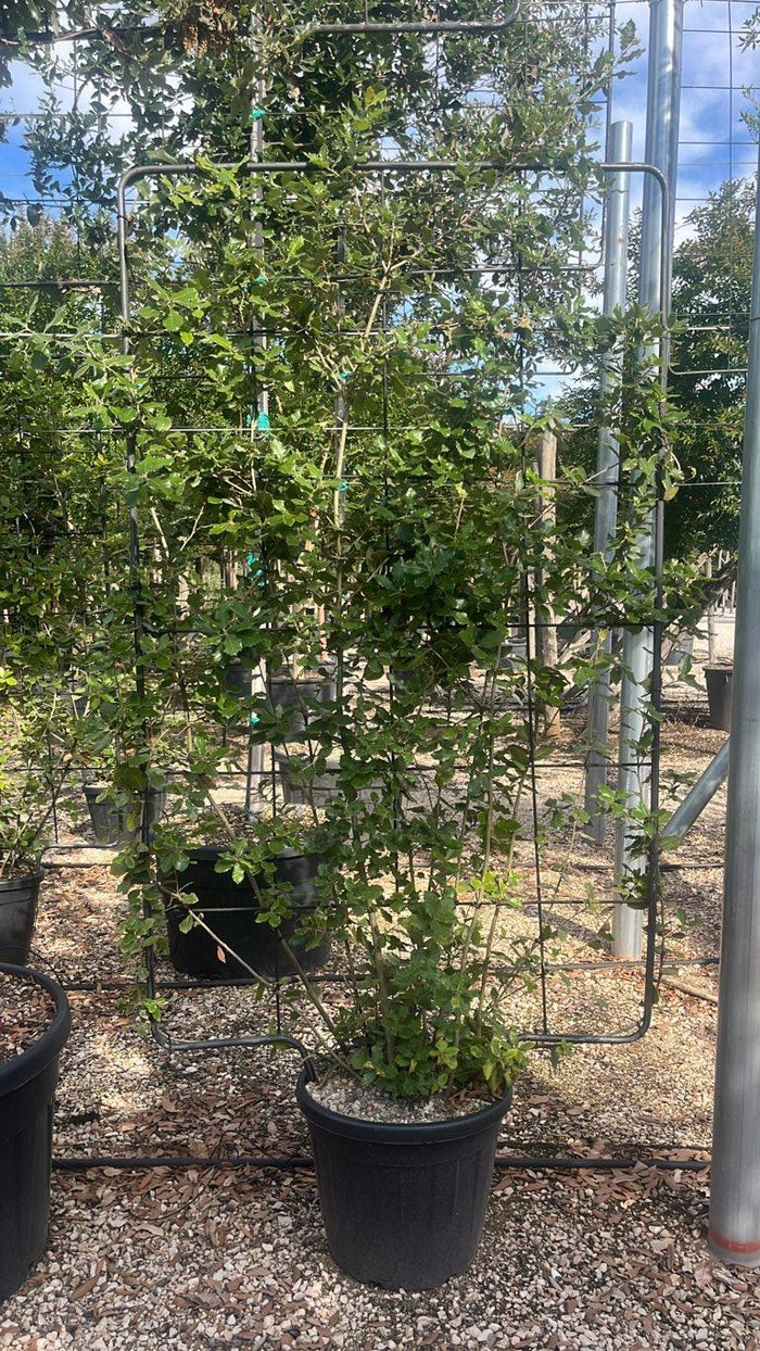 QUERCUS S. ILEX Leccio
