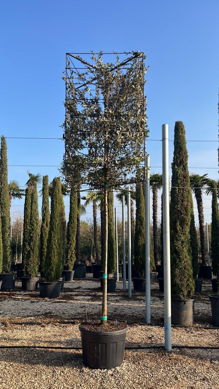 QUERCUS S. ILEX Leccio