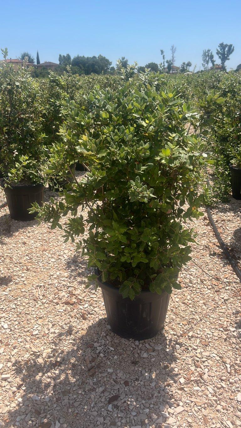 QUERCUS S. ILEX Leccio