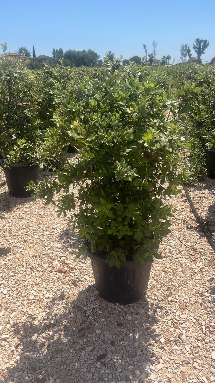 QUERCUS S. ILEX Leccio
