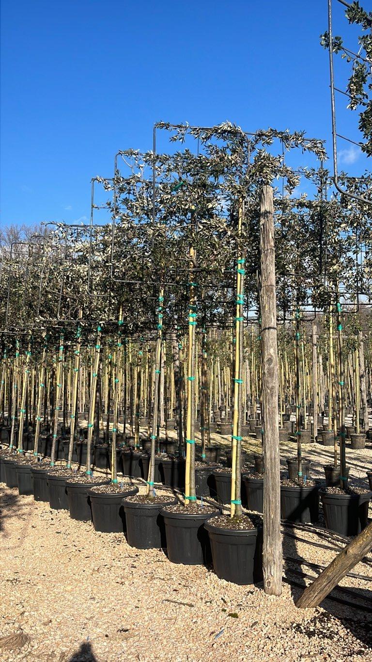 QUERCUS S. ILEX Leccio