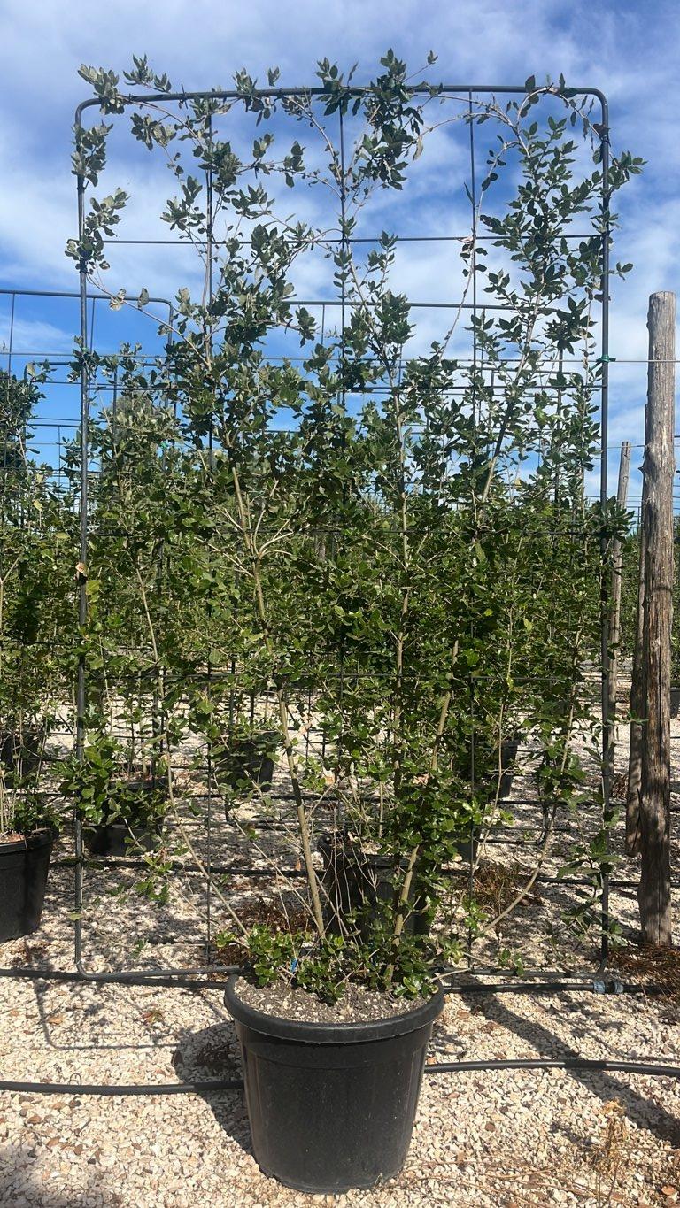 QUERCUS S. ILEX Leccio