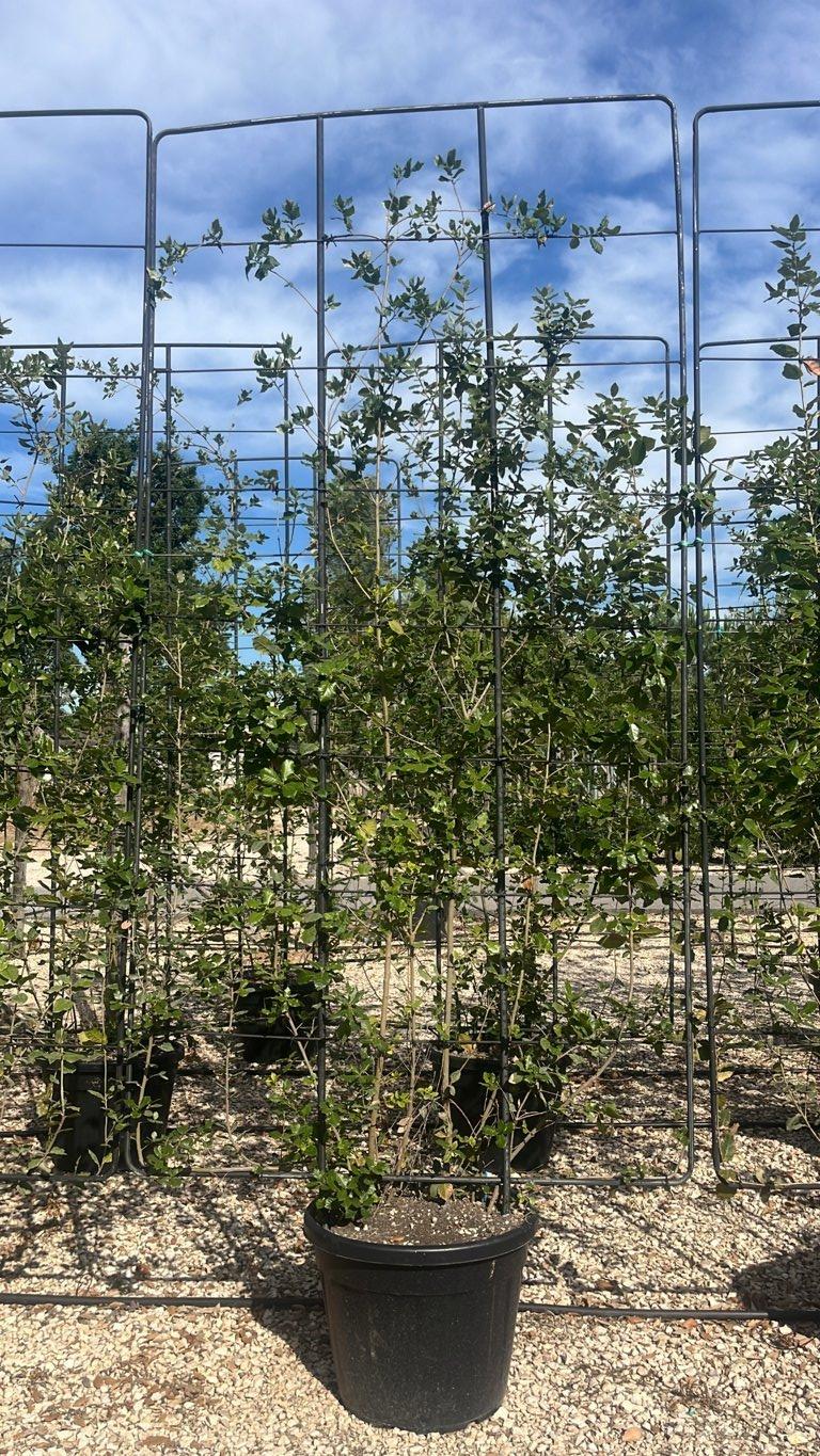 QUERCUS S. ILEX Leccio