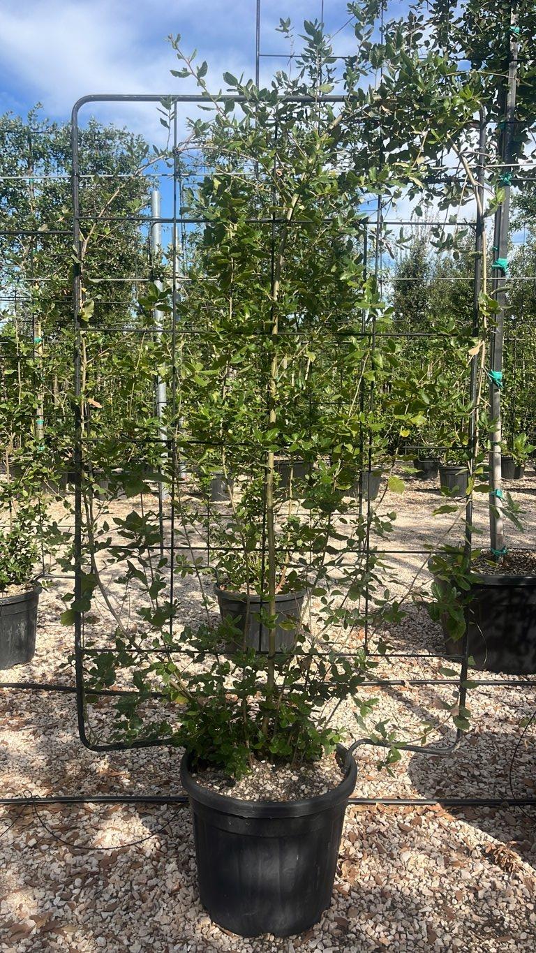 QUERCUS S. ILEX Leccio