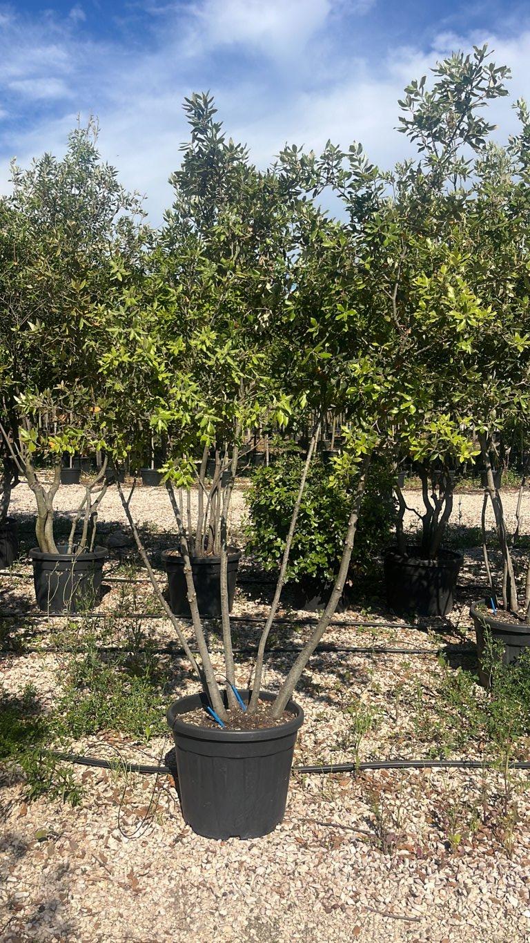 QUERCUS S. ILEX Leccio