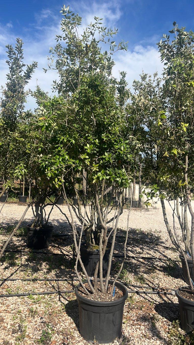 QUERCUS S. ILEX Leccio
