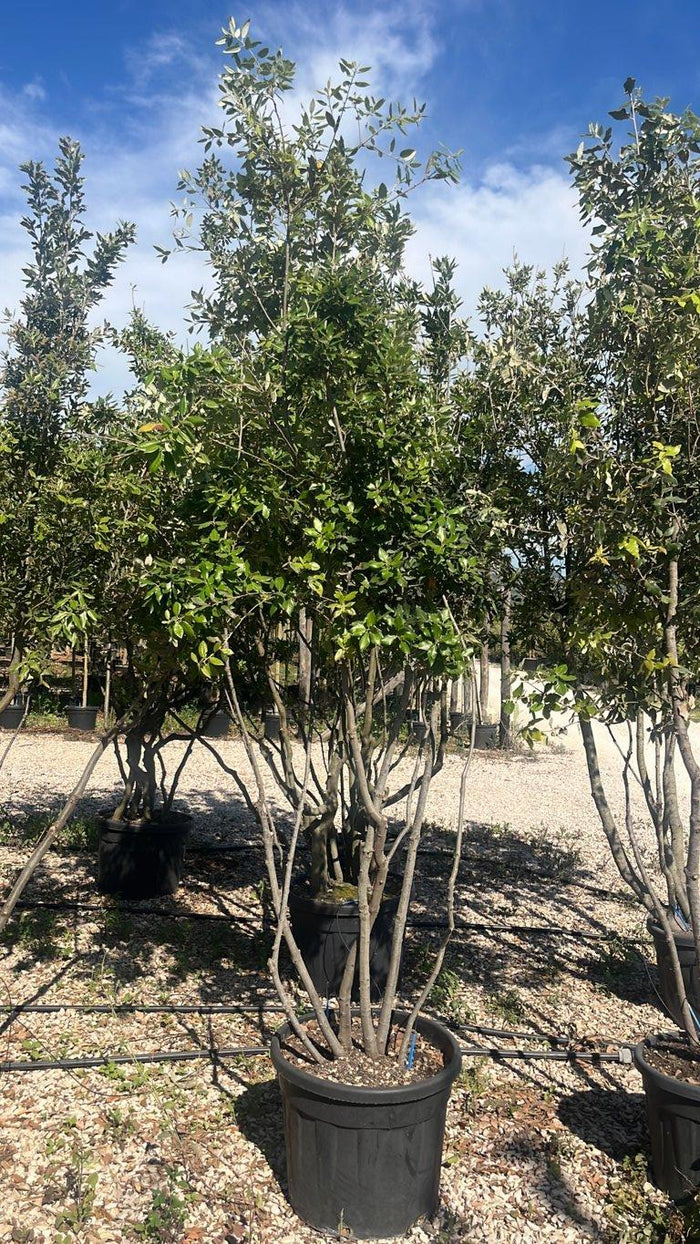 QUERCUS S. ILEX Leccio