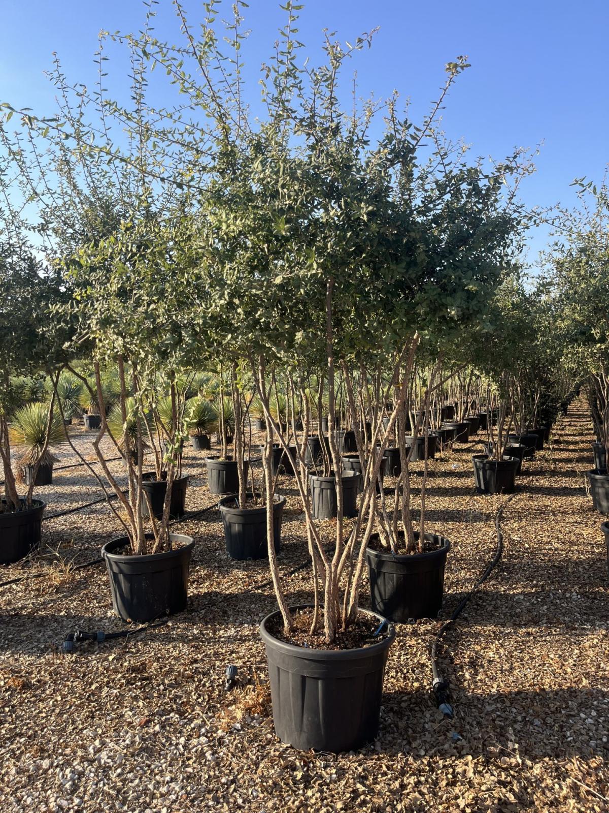QUERCUS S. SUBER