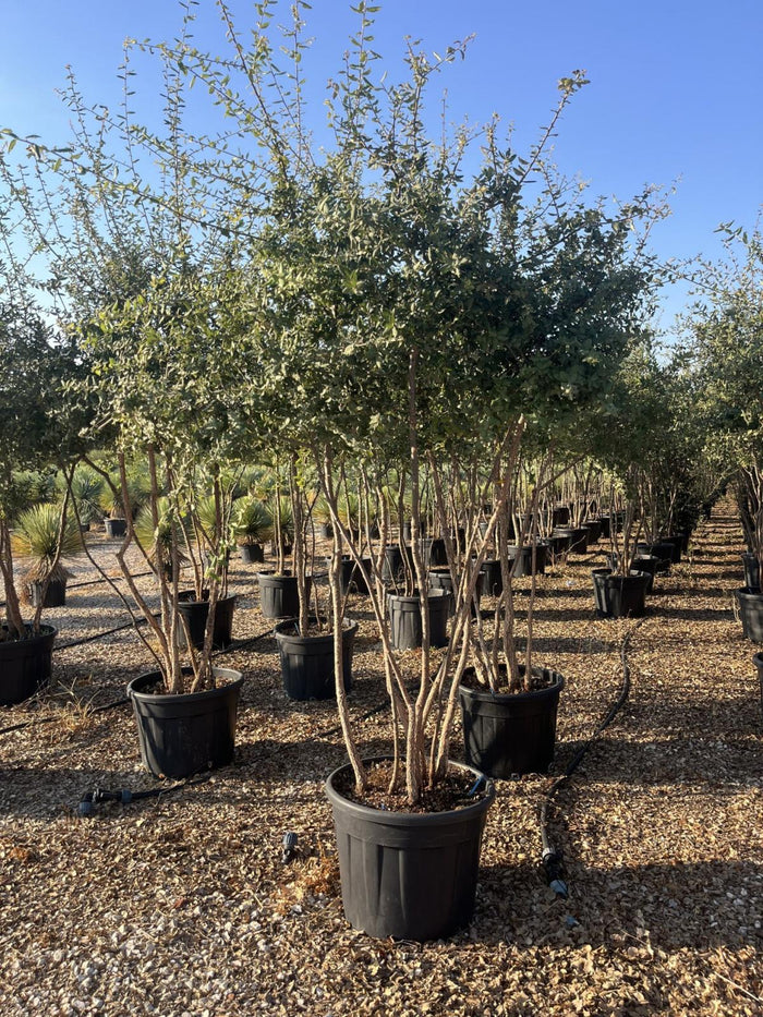 QUERCUS S. SUBER