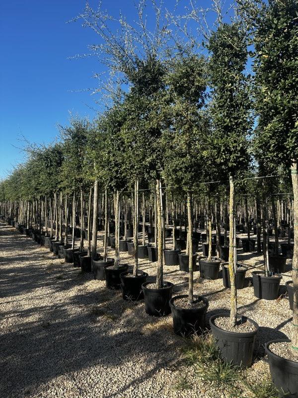 QUERCUS S. SUBER Sughera, Quercia da sughero