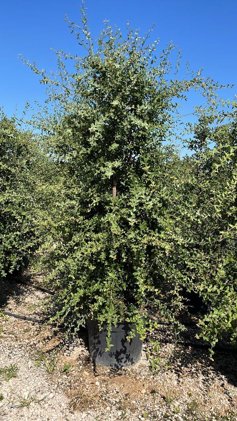 QUERCUS S. SUBER Sughera, Quercia da sughero