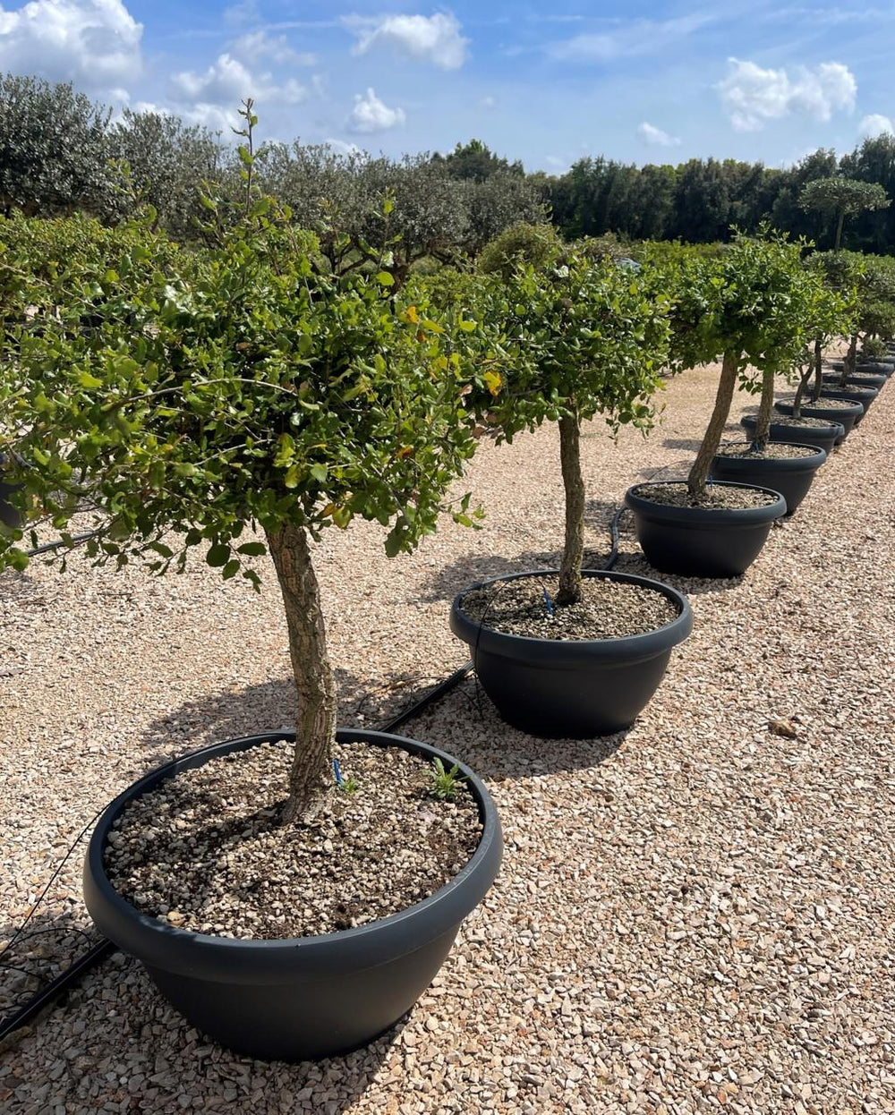 QUERCUS S. SUBER Sughera, Quercia da sughero
