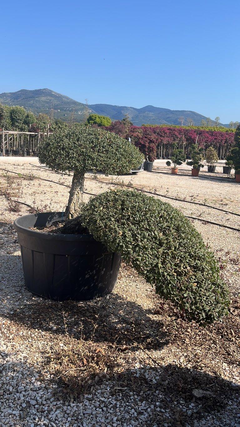 QUERCUS S. SUBER Sughera, Quercia da sughero