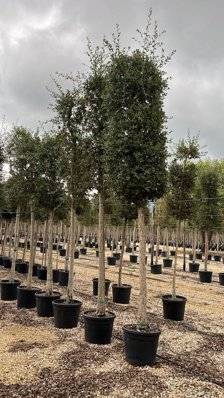 QUERCUS S. SUBER Sughera, Quercia da sughero