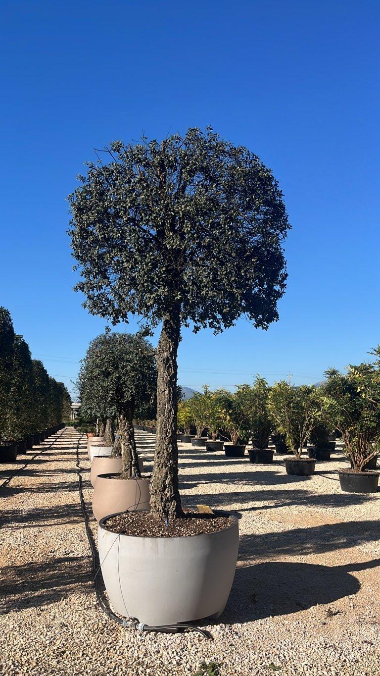 QUERCUS S. SUBER Sughera, Quercia da sughero