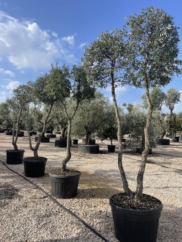 QUERCUS S. SUBER Sughera, Quercia da sughero