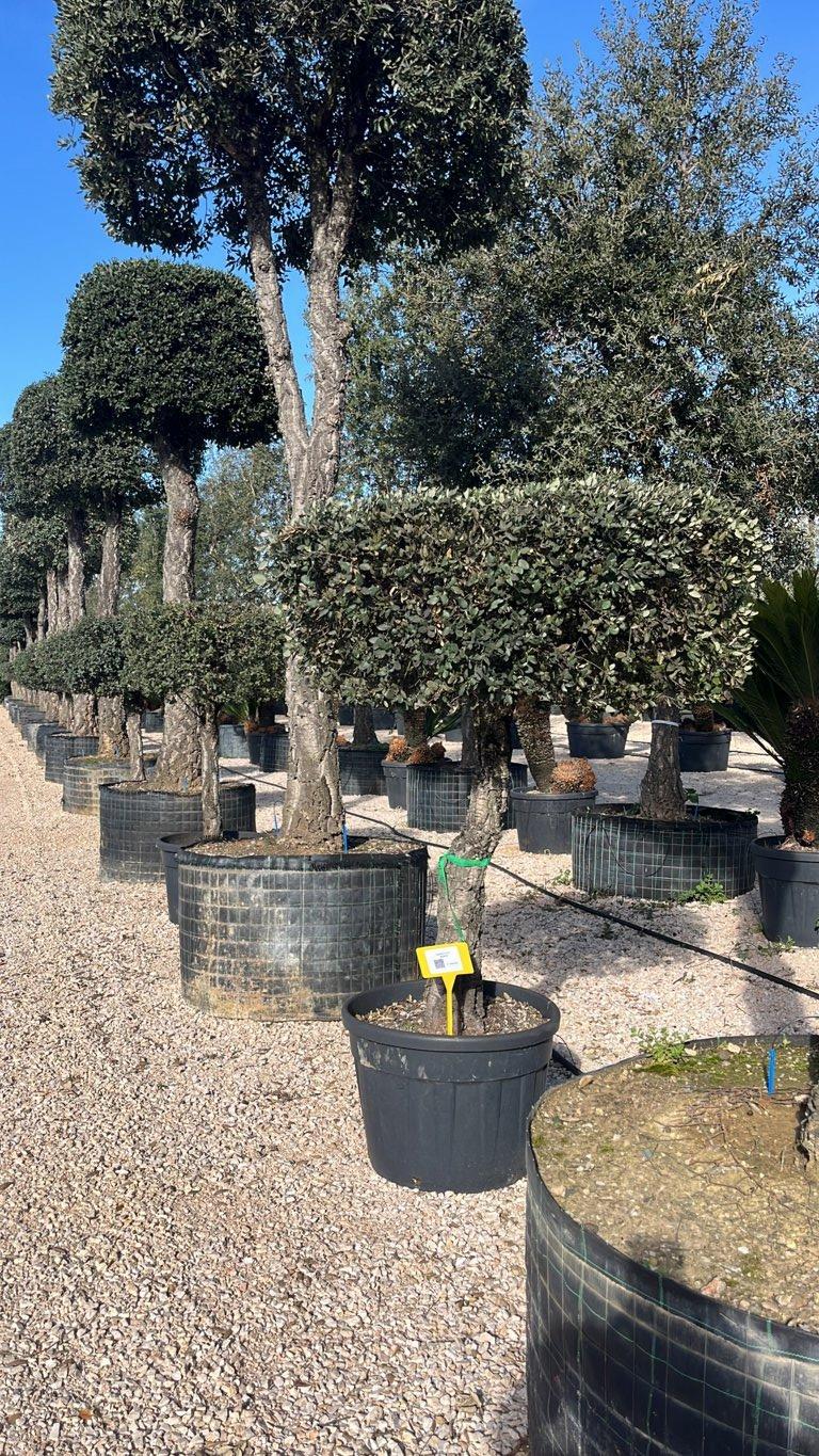 QUERCUS S. SUBER Sughera, Quercia da sughero