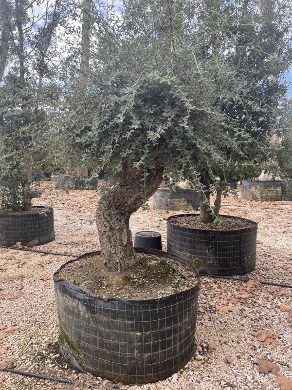 QUERCUS S. SUBER Sughera, Quercia da sughero