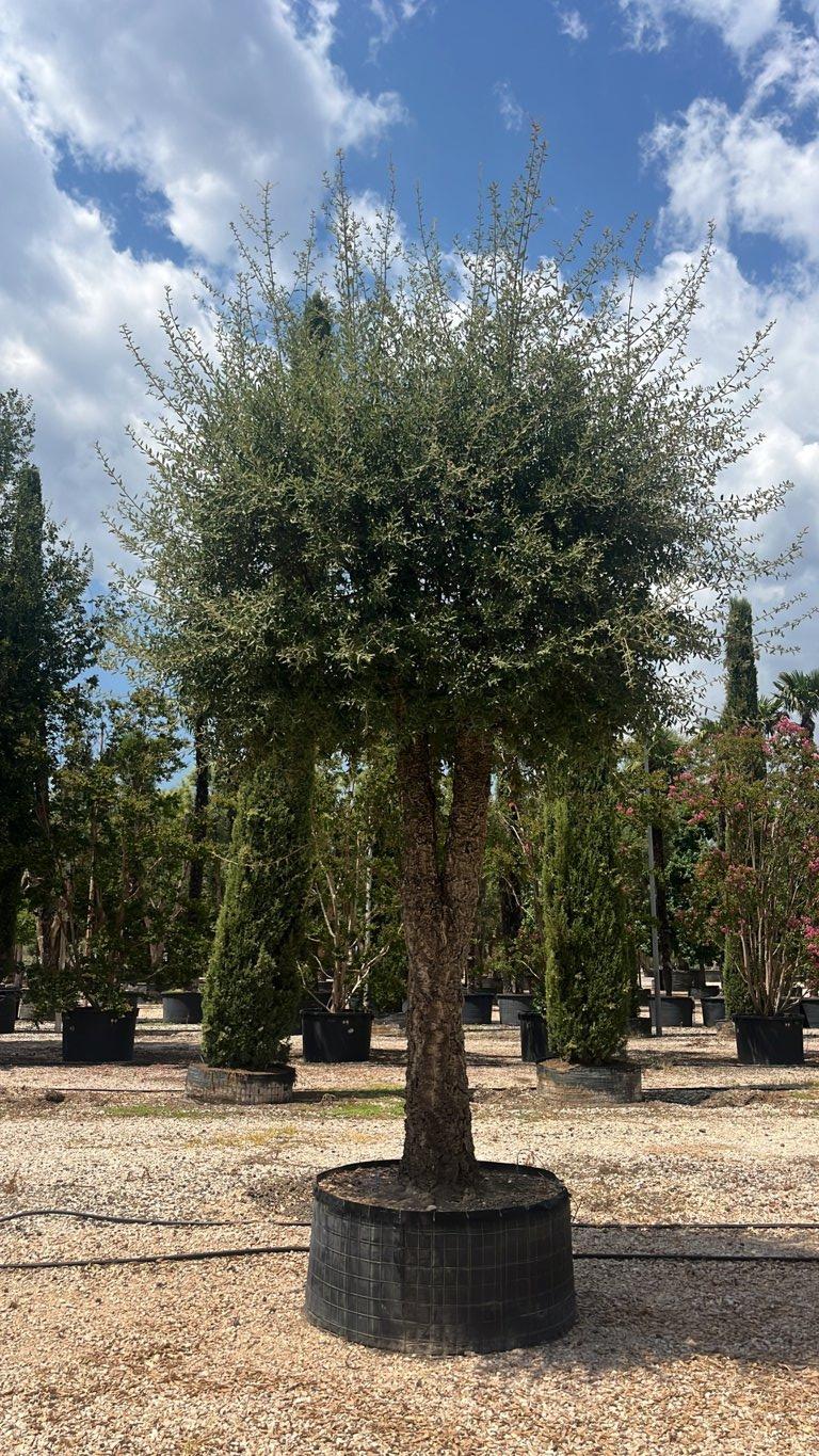 QUERCUS S. SUBER Sughera, Quercia da sughero