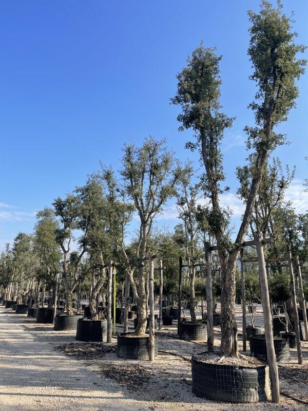 QUERCUS S. SUBER Sughera, Quercia da sughero