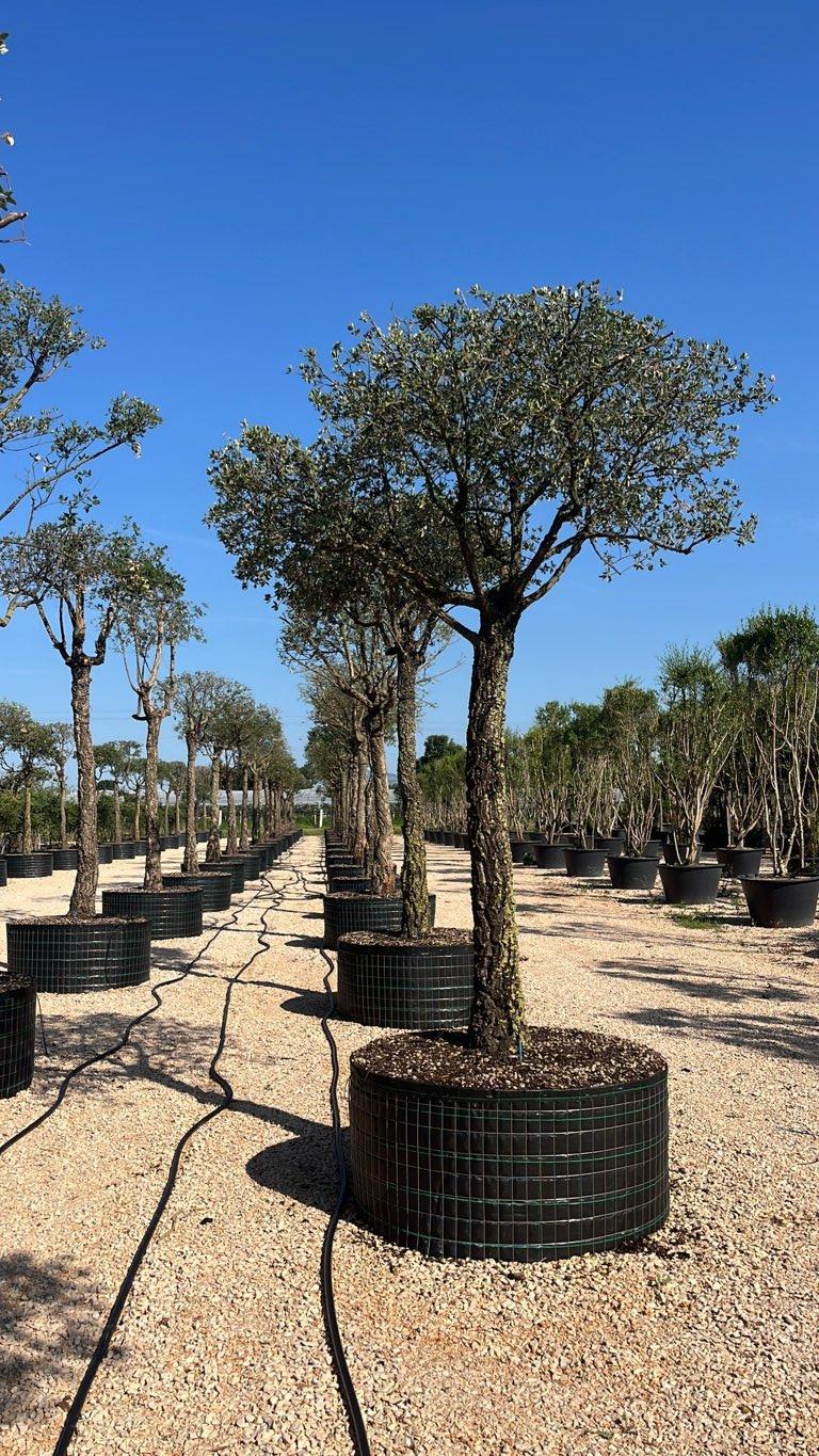 QUERCUS S. SUBER Sughera, Quercia da sughero