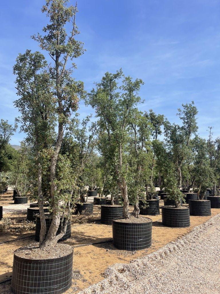 QUERCUS S. SUBER Sughera, Quercia da sughero
