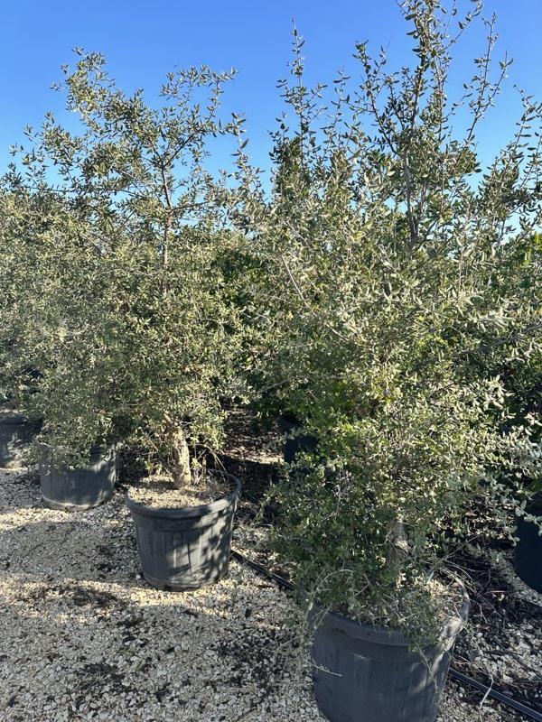 QUERCUS S. SUBER Sughera, Quercia da sughero