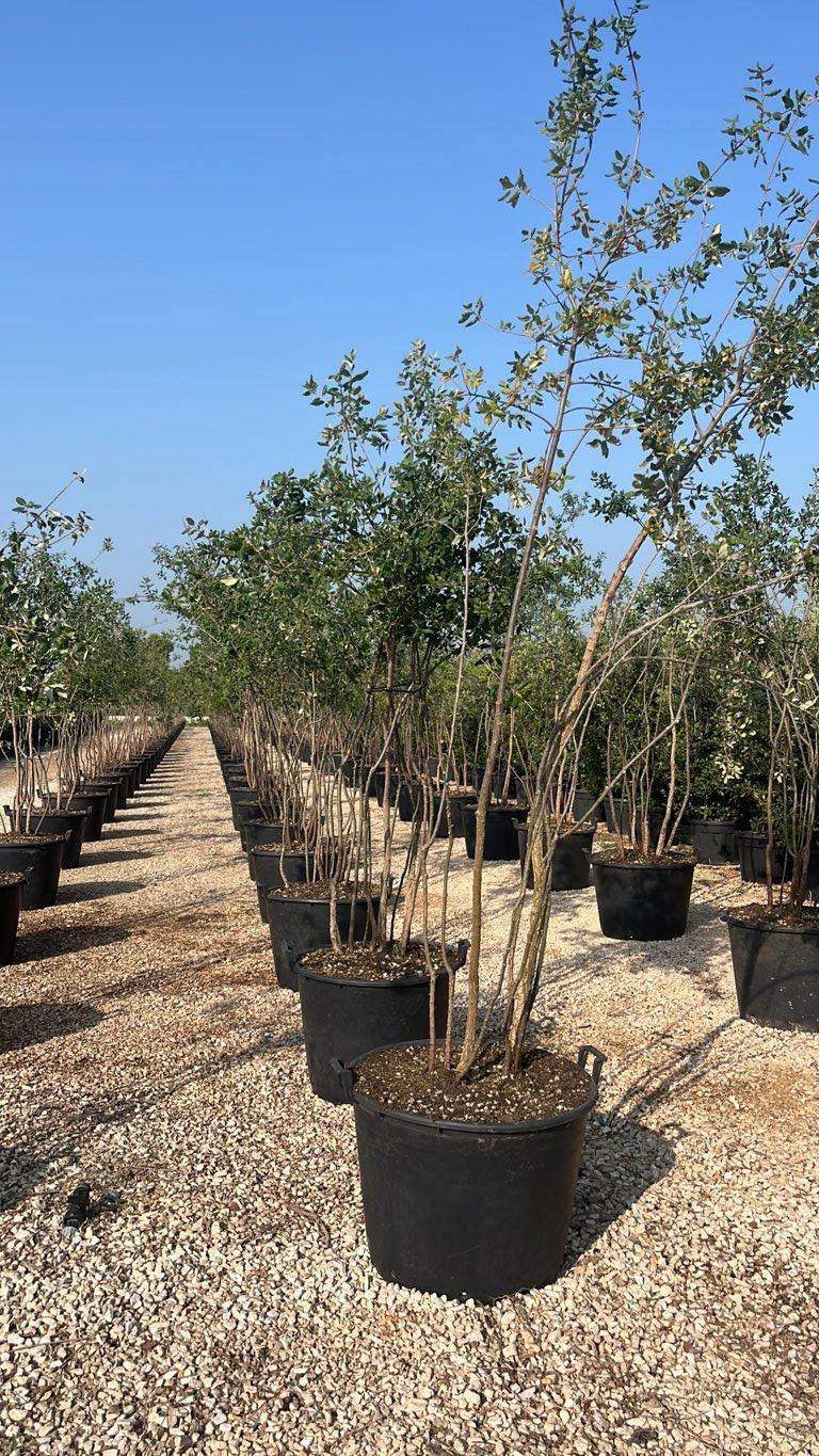 QUERCUS S. SUBER Sughera, Quercia da sughero