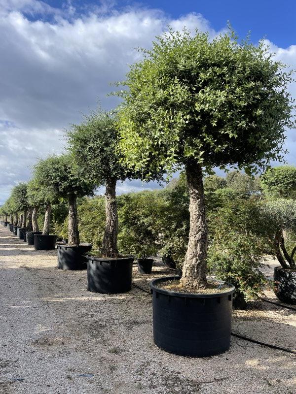QUERCUS S. SUBER Sughera, Quercia da sughero