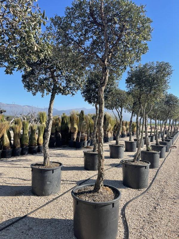 QUERCUS S. SUBER Sughera, Quercia da sughero