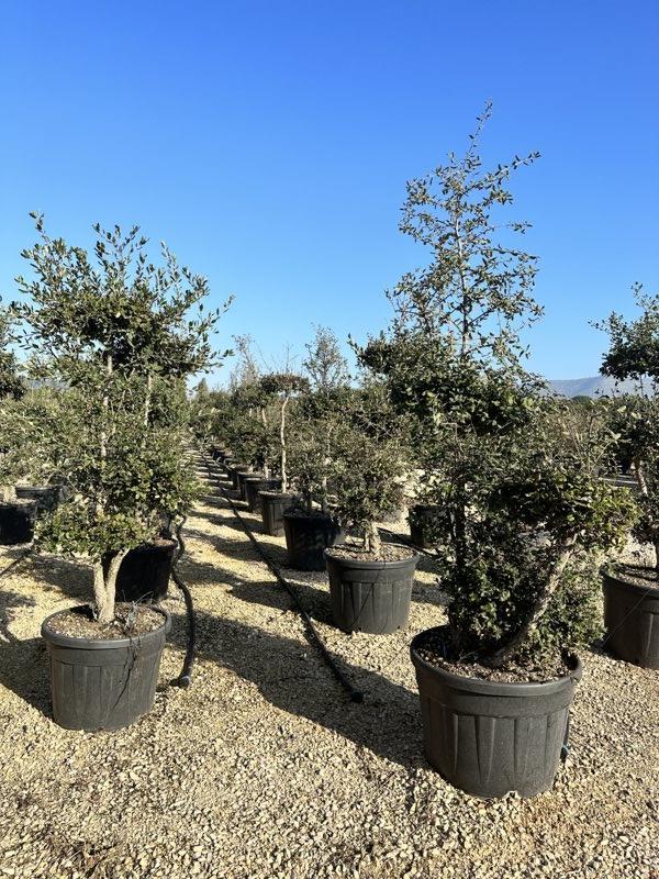 QUERCUS S. SUBER Sughera, Quercia da sughero