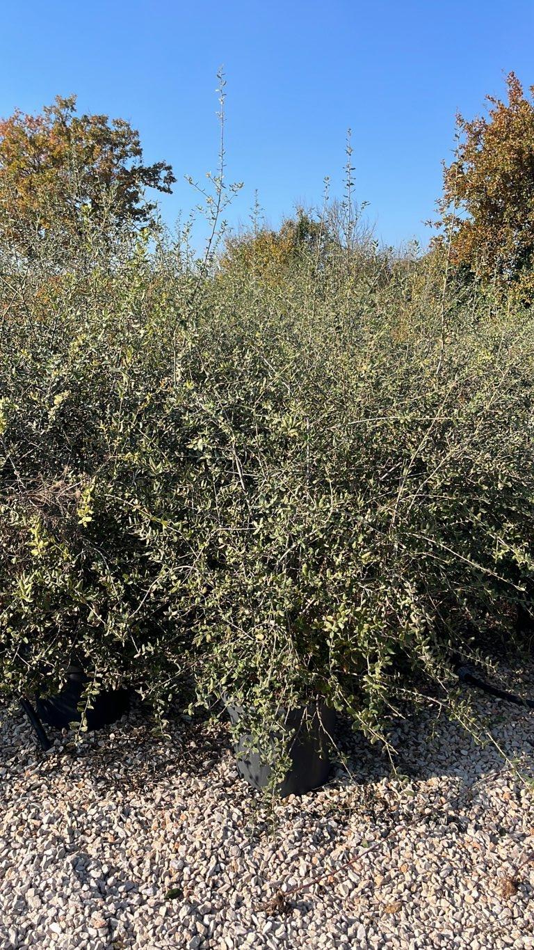 QUERCUS S. SUBER Sughera, Quercia da sughero