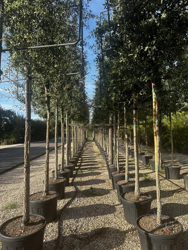 QUERCUS S. SUBER Sughera, Quercia da sughero