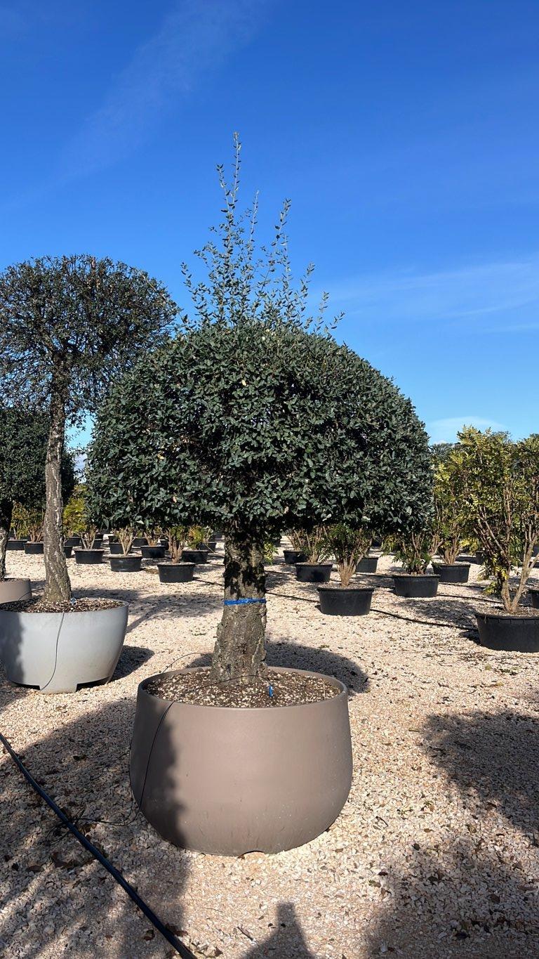QUERCUS S. SUBER Sughera, Quercia da sughero