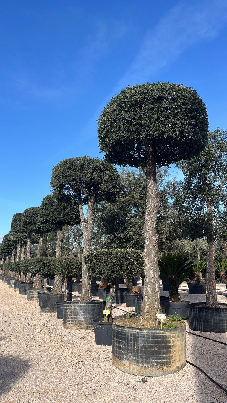 QUERCUS S. SUBER Sughera, Quercia da sughero