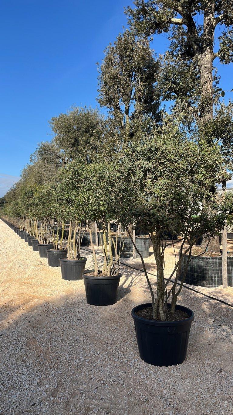 QUERCUS S. SUBER Sughera, Quercia da sughero