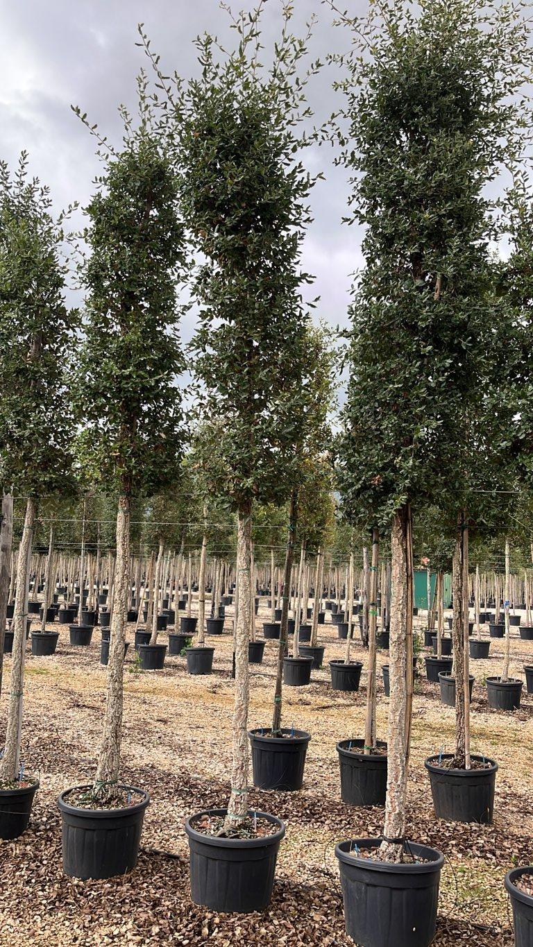 QUERCUS S. SUBER Sughera, Quercia da sughero