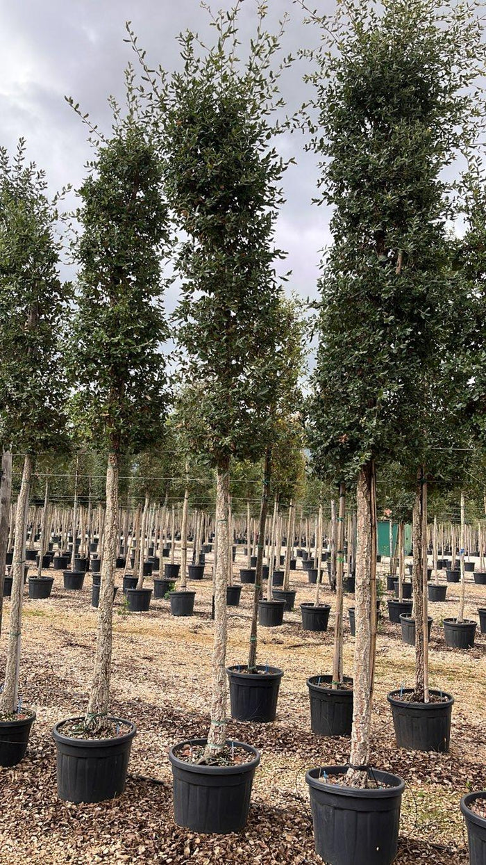 QUERCUS S. SUBER Sughera, Quercia da sughero