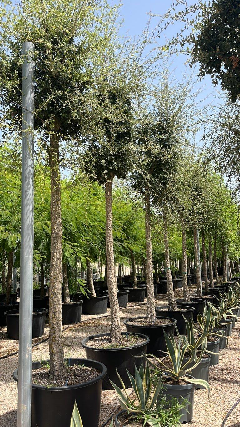 QUERCUS S. SUBER Sughera, Quercia da sughero